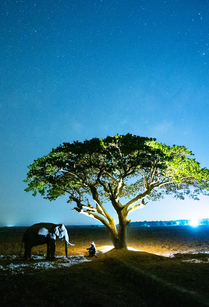 Night safari in real silence