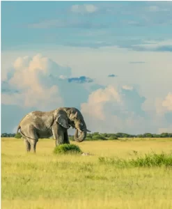 december month image