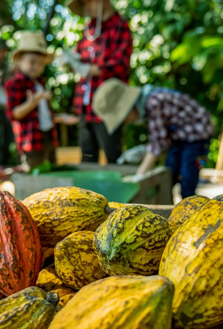 Cacao, from tree to truffle